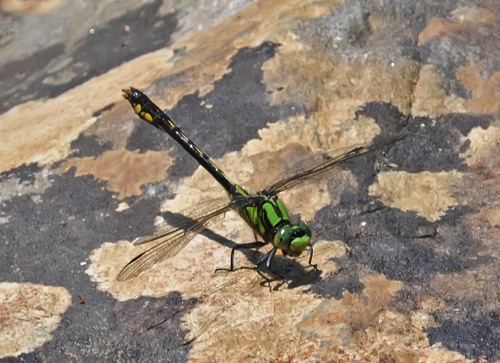 Male
13 May 2018 Oconee SC/Rabun GA